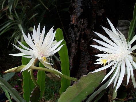 Night-Blooming Cereus - Free photo on Pixabay - Pixabay