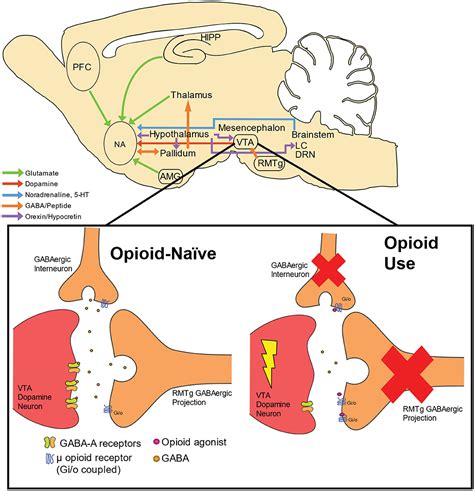 Frontiers | Dopamine Supersensitivity: A Novel Hypothesis of Opioid-Induced Neurobiological ...