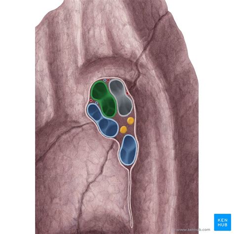 Hilum of the lung: Anatomy and clinical aspects | Kenhub