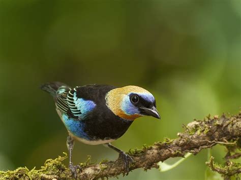 Golden Hooded Tanager | Smithsonian Photo Contest | Smithsonian Magazine