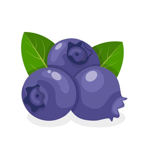 Vector illustration, blueberry with green leaves, flat style design ...