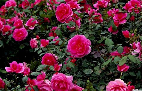 Garden Rose Flower Wallpapers - Top Free Garden Rose Flower Backgrounds - WallpaperAccess