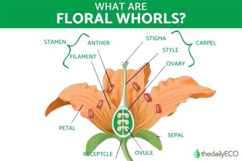 What Is a Whorl in Biology? - Definition, Main Features and Functions