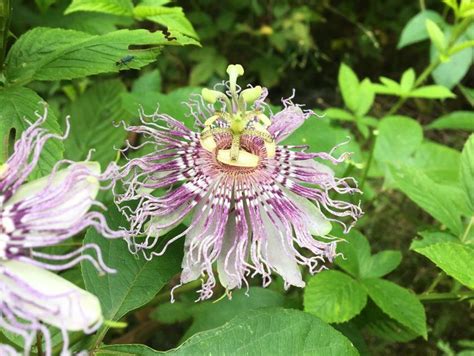 Maypop Passion Flower Recipes | Best Flower Site