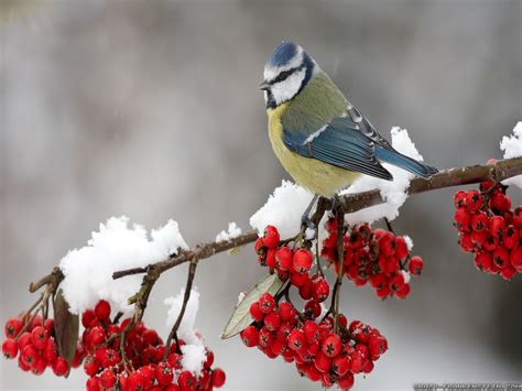 🔥 [50+] Widescreen Winter Bird Wallpapers | WallpaperSafari