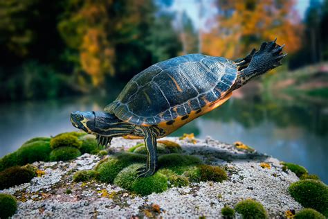 turtle, swimming, sea Wallpaper, HD Animals 4K Wallpapers, Images and Background - Wallpapers Den