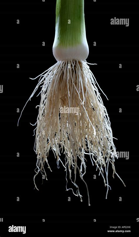 Fibrous root hi-res stock photography and images - Alamy