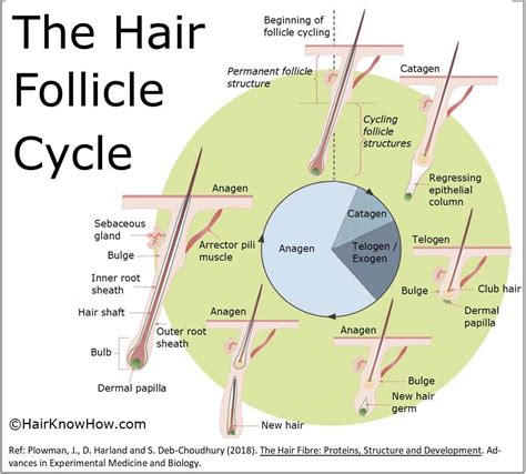 Hair Follicle Growth Cycle - Ultimate Guide — HairKnowHow.Com ...