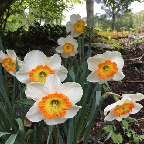 The Gardener’s Delight: Planting daffodils for perennial spring beauty | TBR News Media