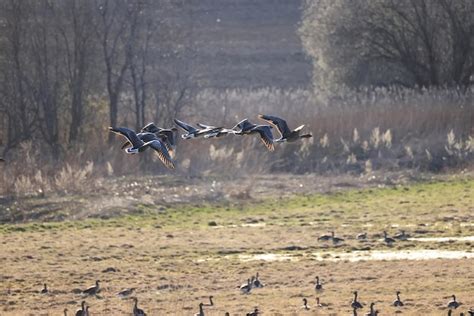 Premium Photo | Mallard duck in the wild, migratory bird, seasonal ...