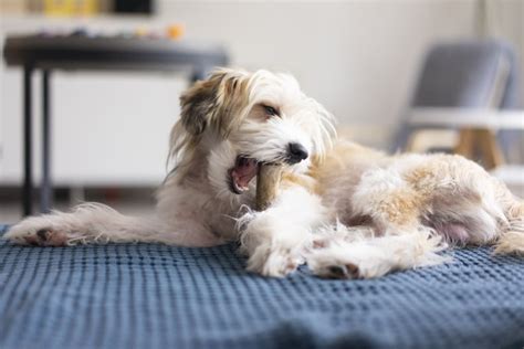 The Best Raw Bones for Dogs to Chew On, According to Vets | PS Pets