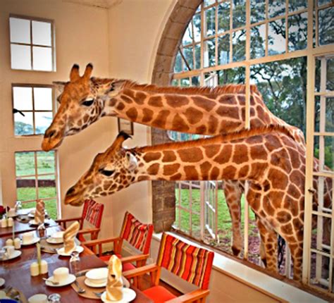 Do You Want to Feed Giraffe From Your Hotel Window? Giraffe Hotel Kenya, Giraffe Manor Hotel ...