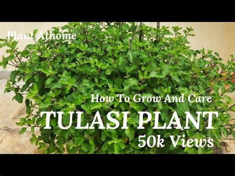 Simple Ways To Care Tulasi plant At Home | Tulasi Plant | Basil Plant | How to Care Tulsi Plant ...