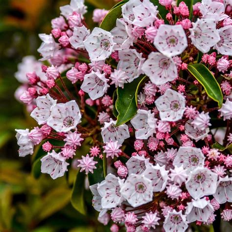 Mountain Laurel Care: How To Plant & Grow Kalmia latifolia | Kalmia latifolia, Shade shrubs ...