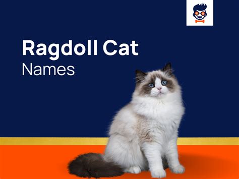 1050+ Ragdoll Cat Names for Your Graceful and Charming Kitties