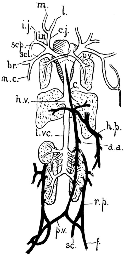 Frog Circulatory System Diagram