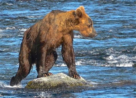 Early season #503 before he had fattened up after hibernation. 6/2019. Katmai NP, Alaska. Photo ...