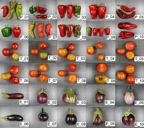 Representative fruits of the 10 varieties of pepper (P_ codes), tomato ...