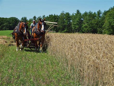 A Beautiful Day for a Rye Harvest - Sanborn Mills Farm