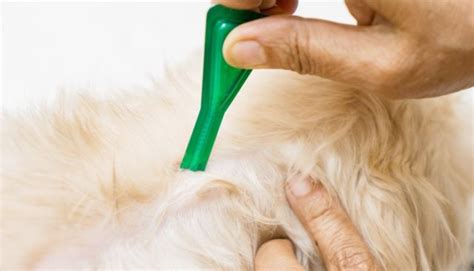 Tick Repellent for Dogs: Natural vs Chemical and What You Must Know