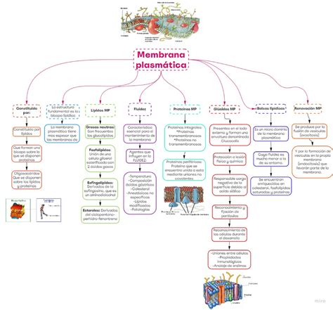 Mapa Conceptual Membrana Plasmatica La Membrana Plasmatica Estructura ...