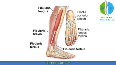 Posterior Compartment Of Leg