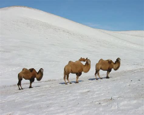 Wild Bactrian Camel | Mammals Wiki | Fandom