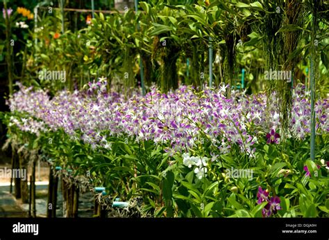 Orchid farm thailand hi-res stock photography and images - Alamy