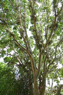 Sycamine Tree Fruit | Fruit Trees