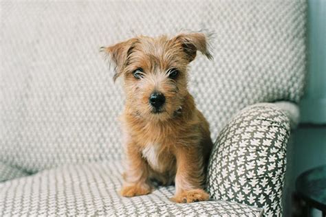 Norfolk Terrier Puppies For Sale - AKC PuppyFinder