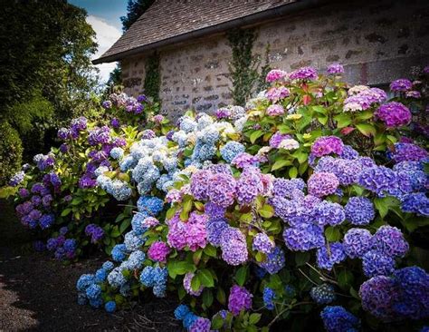 Endless summer hydrangea – lovely garden flowers and patio decor