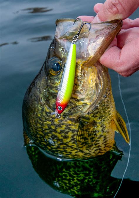 4 Tips for Hard Lure Crappie in the Fall