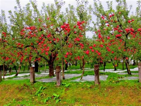 How to Grow Fuji Apple Trees