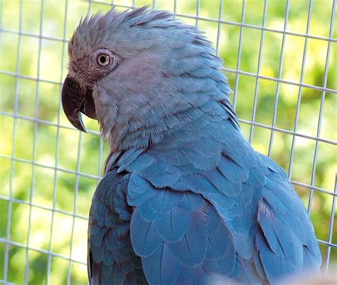 Spix's Macaw Facts, Temperament, Pet Care, Housing, Pictures | Singing ...