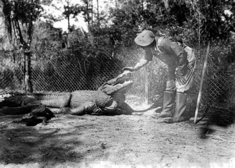 Alligator Farms: 33 Astounding Vintage Photographs