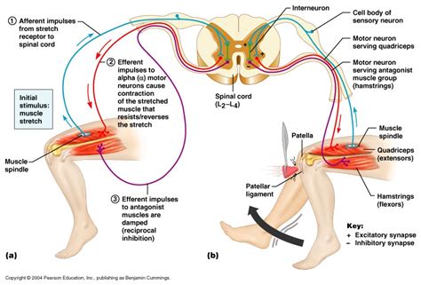 proprioception définition simple – what is proprioception – TURJN