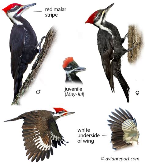 9 Woodpeckers in Florida (with Sounds & Identification Images)