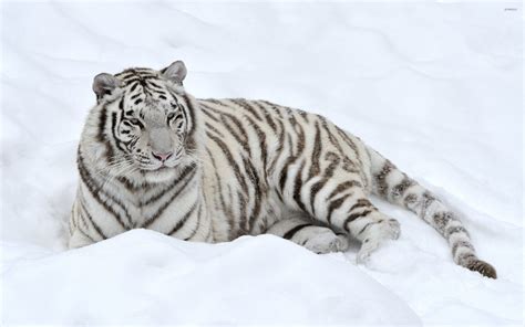 White tiger [3] wallpaper - Animal wallpapers - #33808