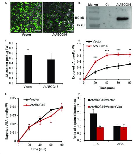 | AtABCG16-mediated efflux transport of JA in agroinfiltrated tobacco... | Download Scientific ...