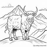 Yak Coloring Pages  Free & Printable sketch template