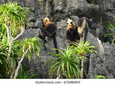 30 Langur in cat ba national park Images, Stock Photos & Vectors | Shutterstock