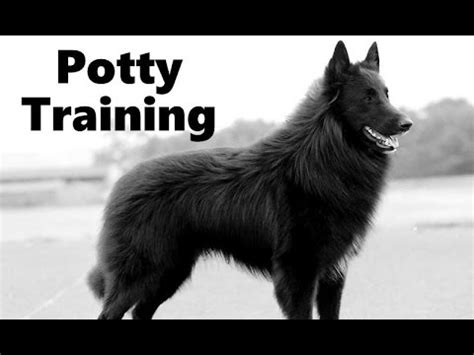 How To Potty Train A Belgian Sheepdog Puppy - Belgian Sheepdog Training ...