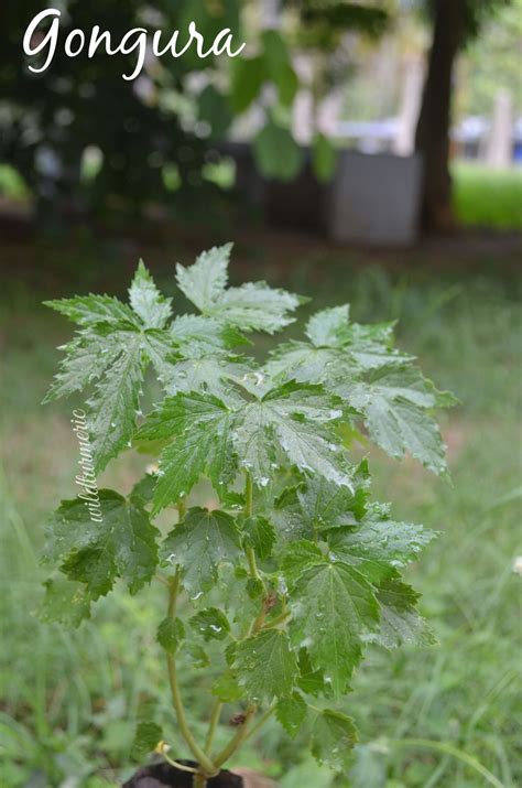 10 Top Health Benefits, Nutrition & Uses Of Gongura | Pulicha Keerai ...