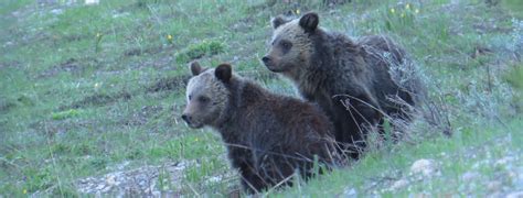 Yellowstone National Park Tours | Yellowstone Private Tours