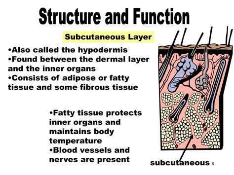 Subcutaneous Layer Diagram