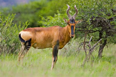 Hartebeest: Facts, Characteristics, Habitat and More - Animal Place