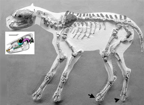 Equus, Plagiolophus, Lambdotherium and Miohippus