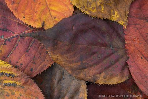 Autumn leaves close-up