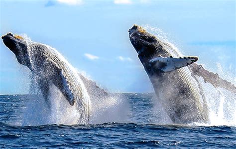 Cabo San Lucas Whale Watching