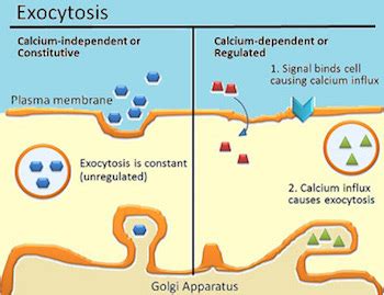 Exocytosis Diagram - WoodsLima